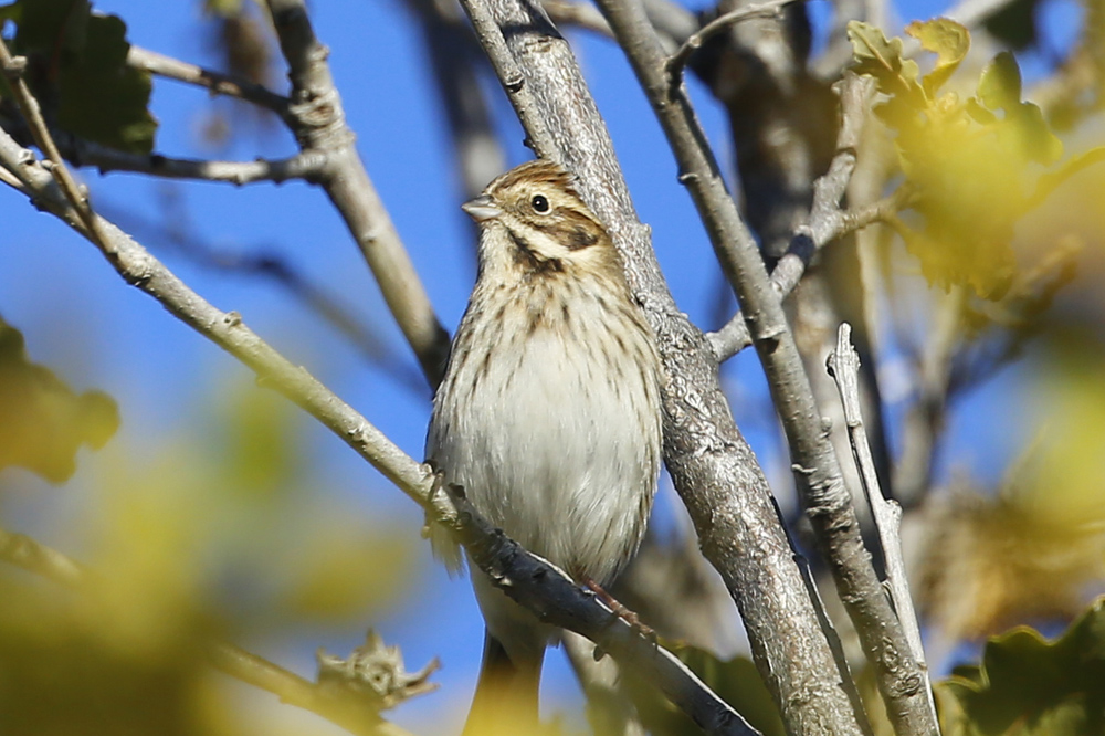 Common Reed Bunting