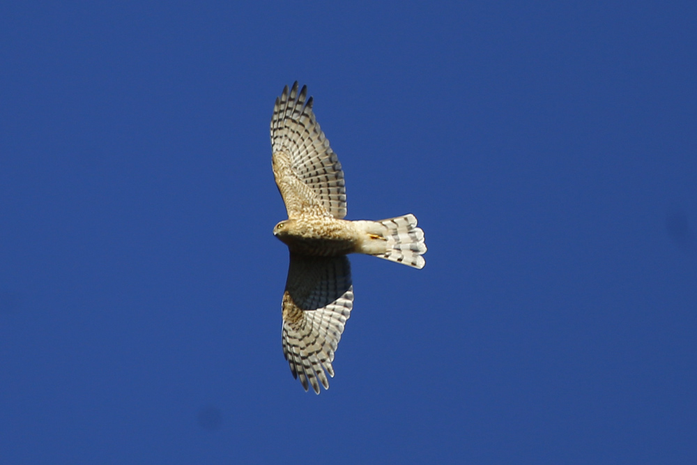 Eurasian Sparrowhawk