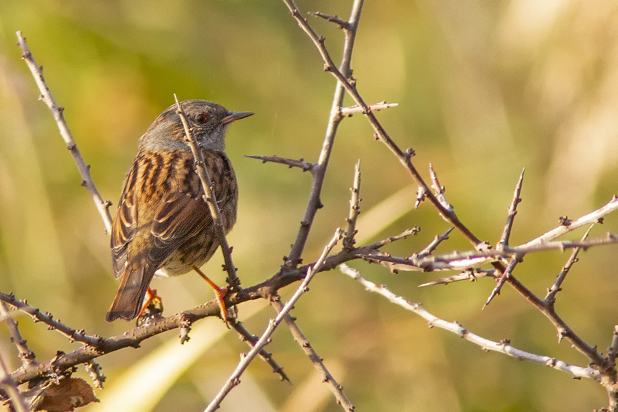 Dunnock