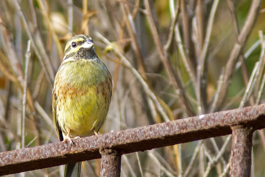 Cirl Bunting