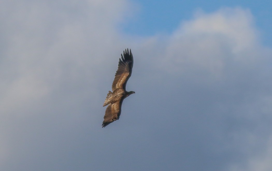 White-tailed Eagle