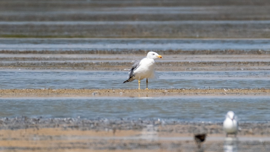 Armenian Gull