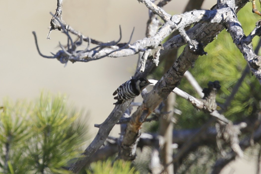 Lesser Spotted Woodpecker