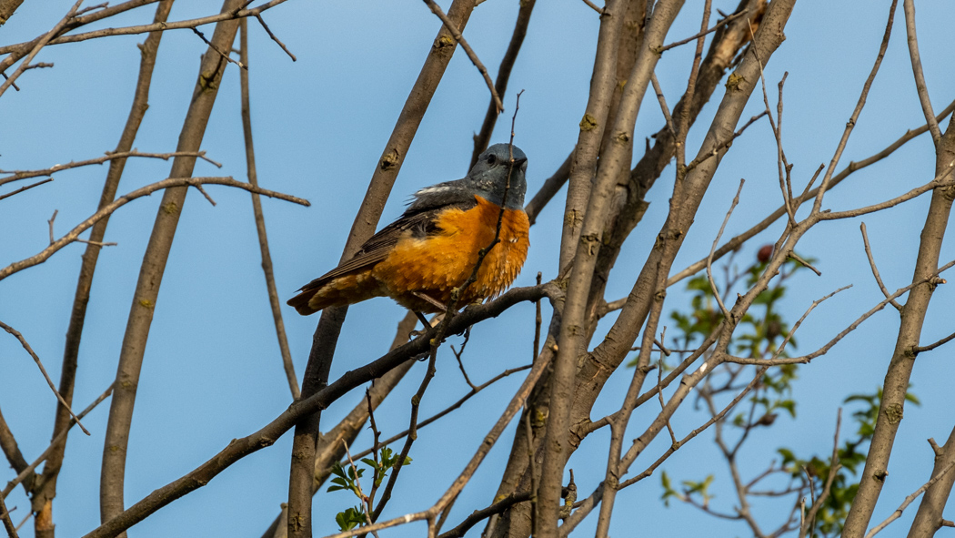 Common Rock Thrush