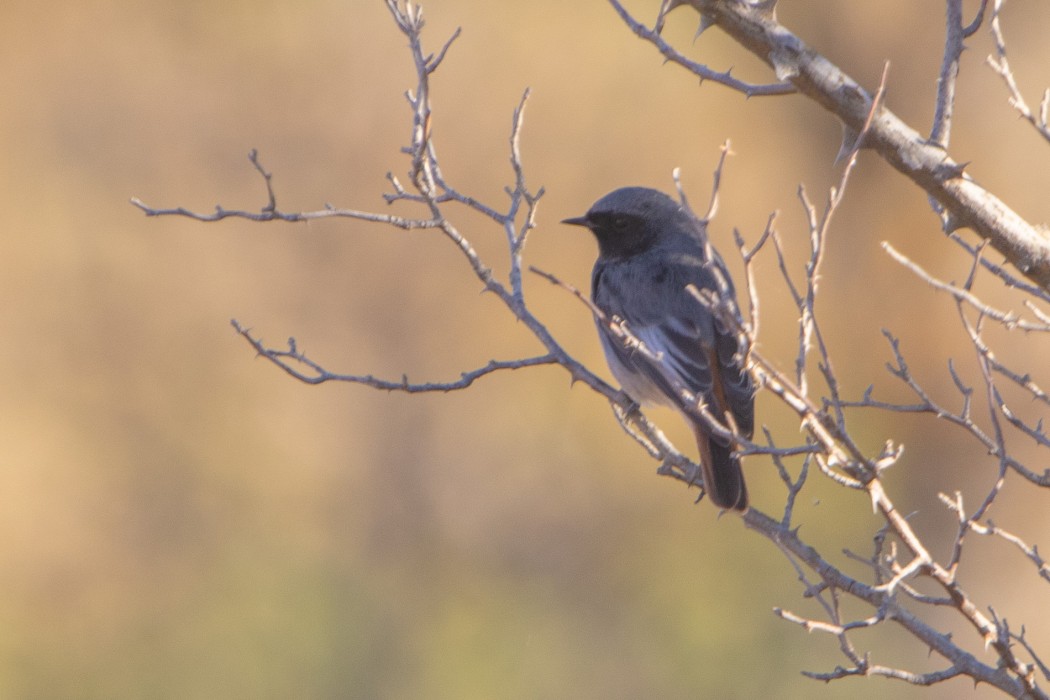 Black Redstart