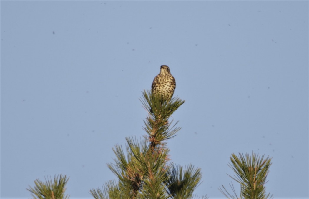 Mistle Thrush