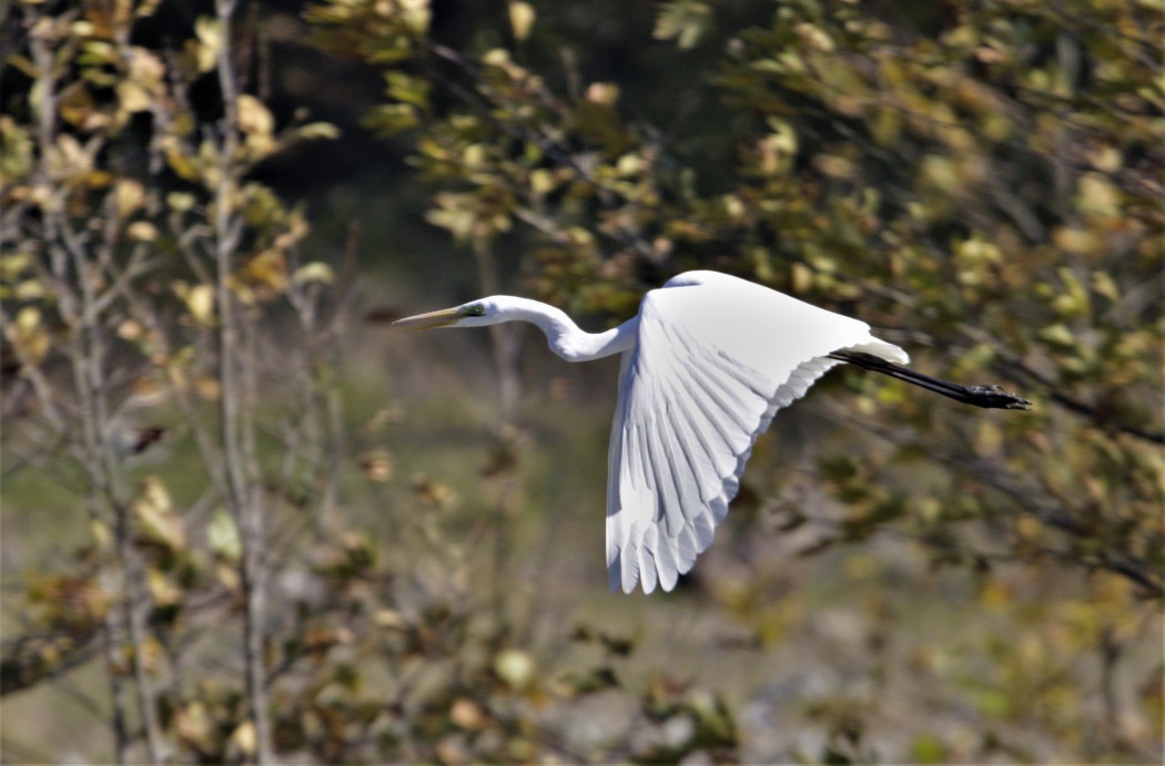 Great Egret