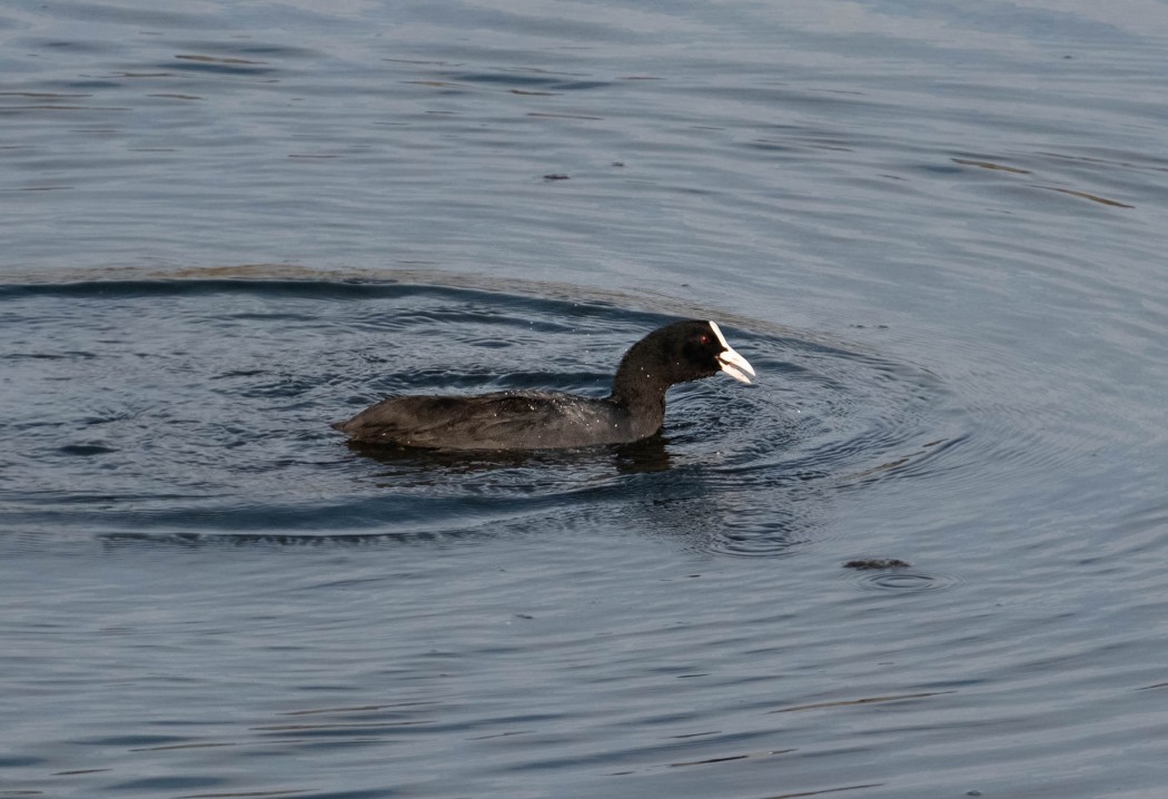 Eurasian Coot
