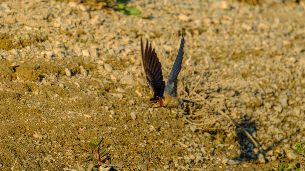 European Red-rumped Swallow
