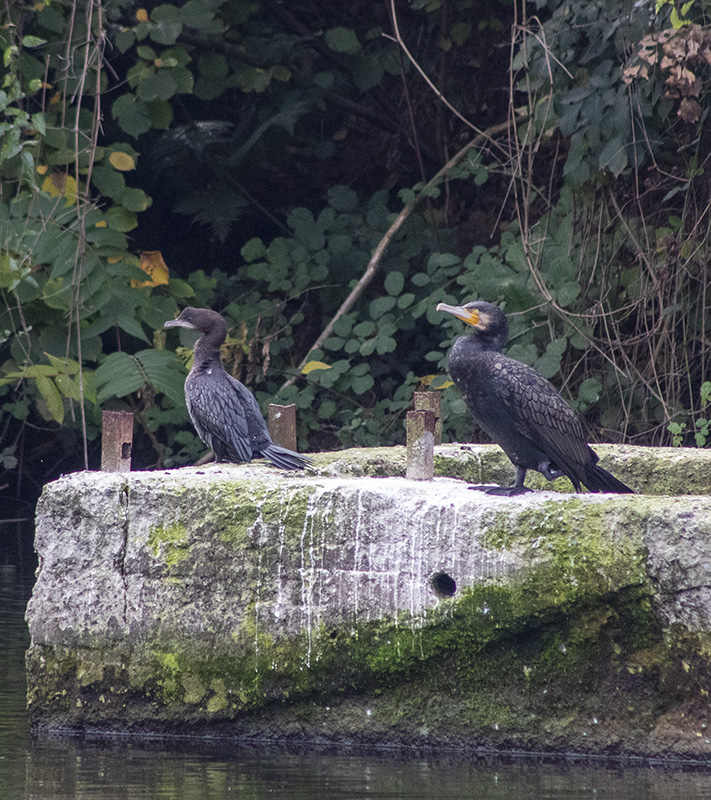 Pygmy Cormorant
