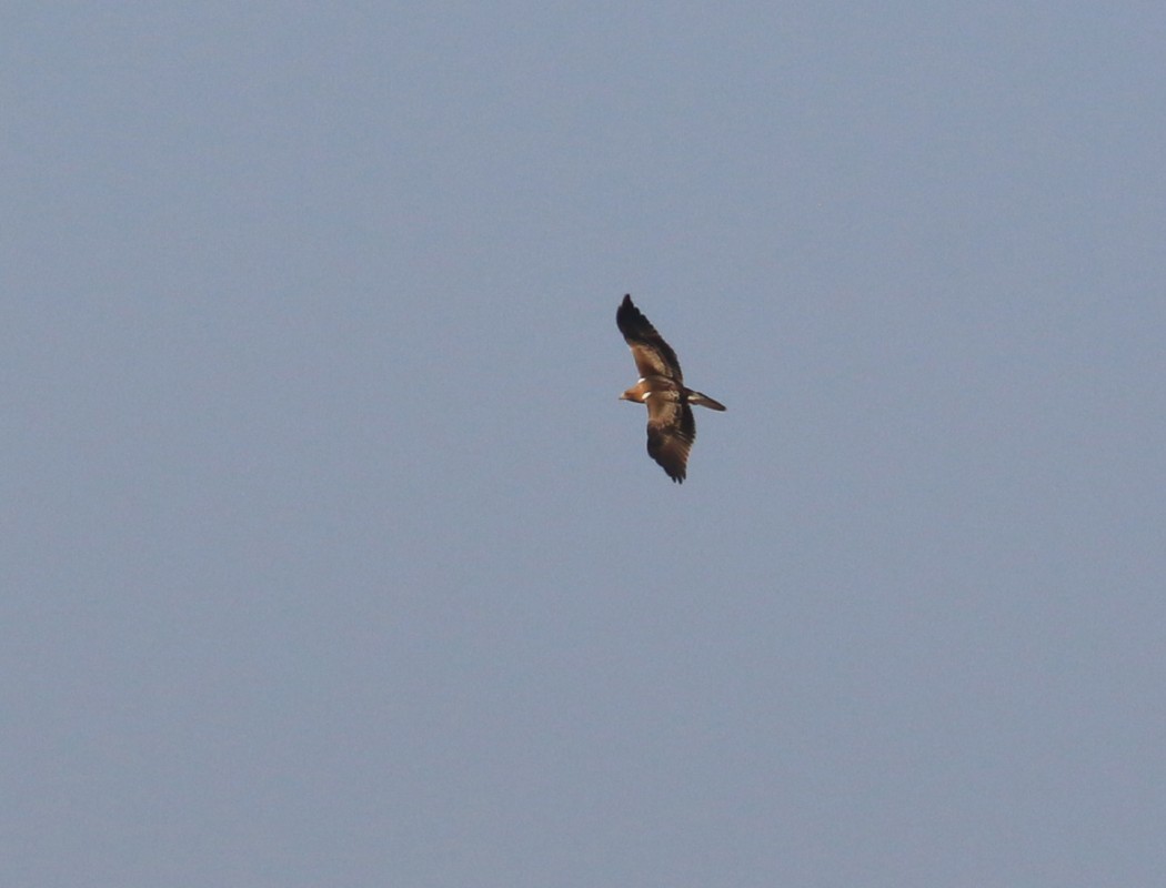 Booted Eagle
