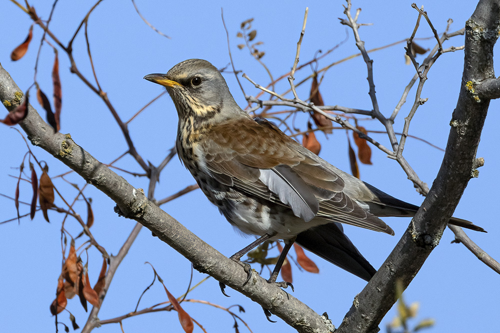 Fieldfare