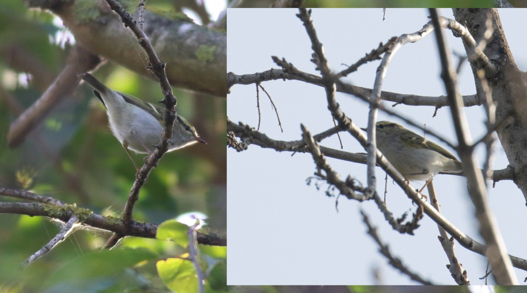 Pallas`s Leaf Warbler