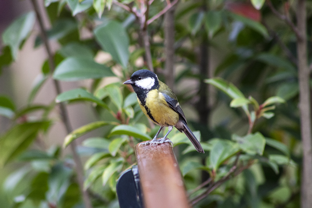 Great Tit