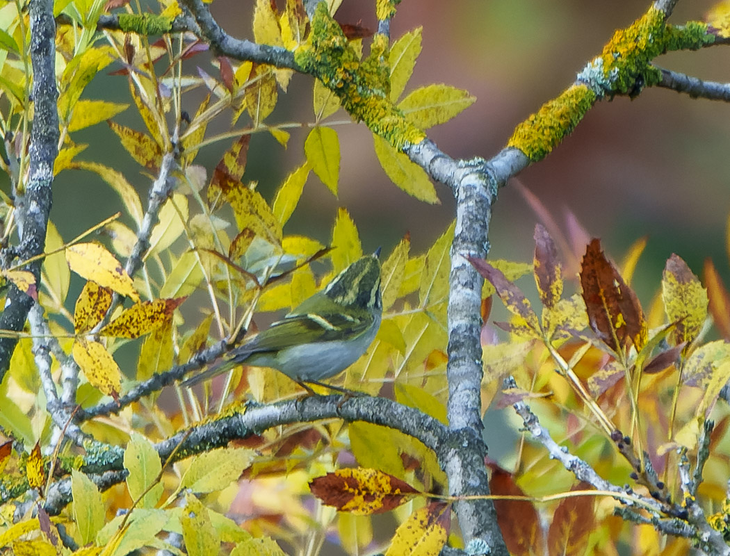 Pallas`s Leaf Warbler