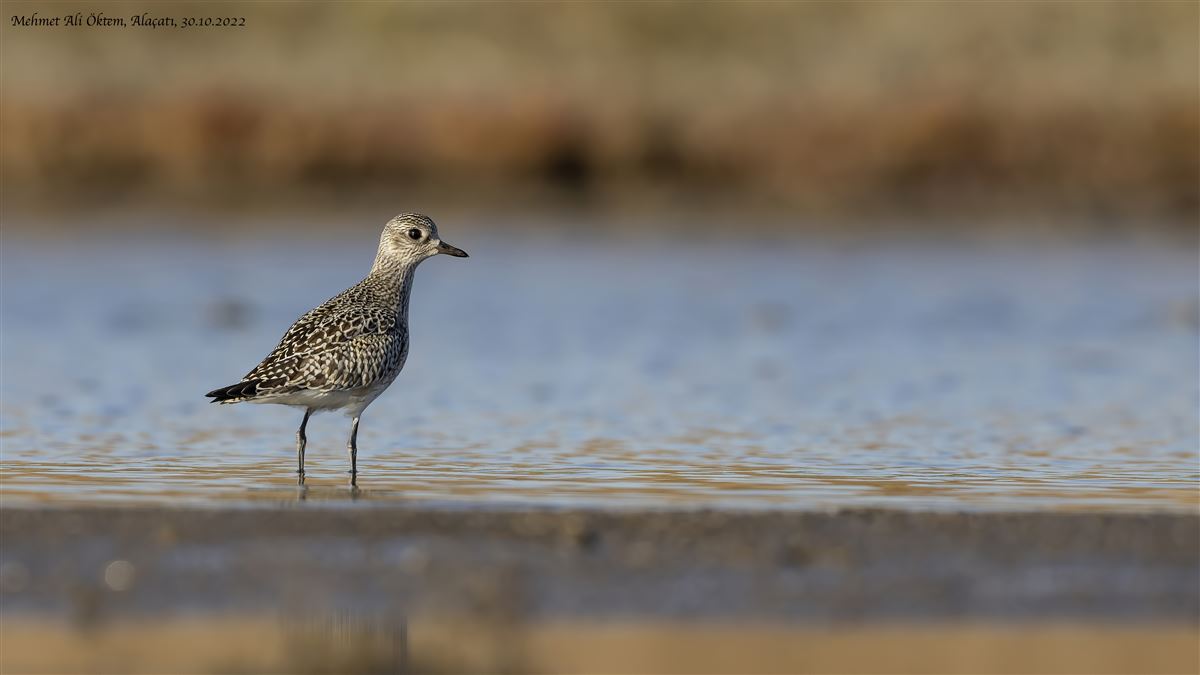 Grey Plover