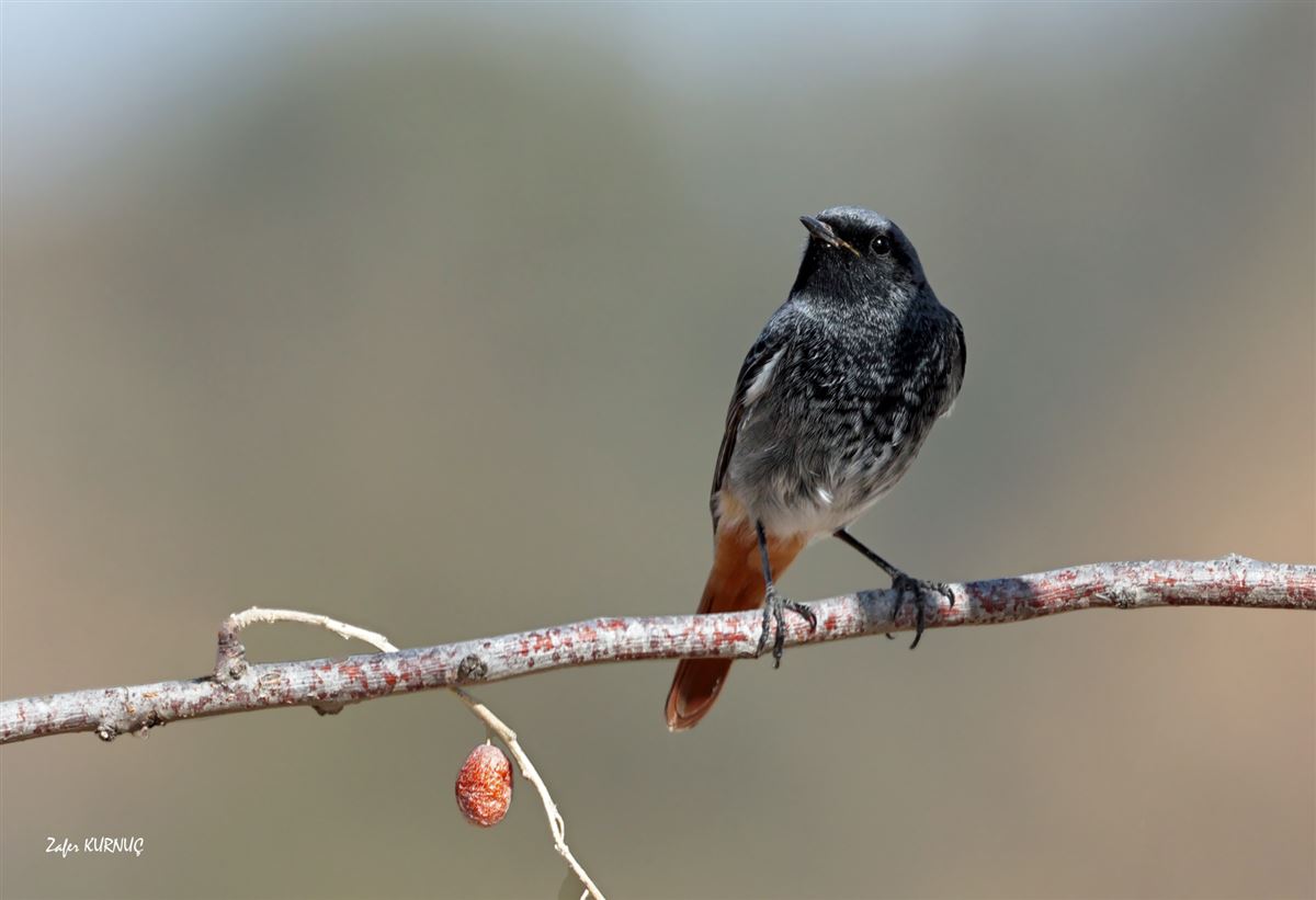 Black Redstart