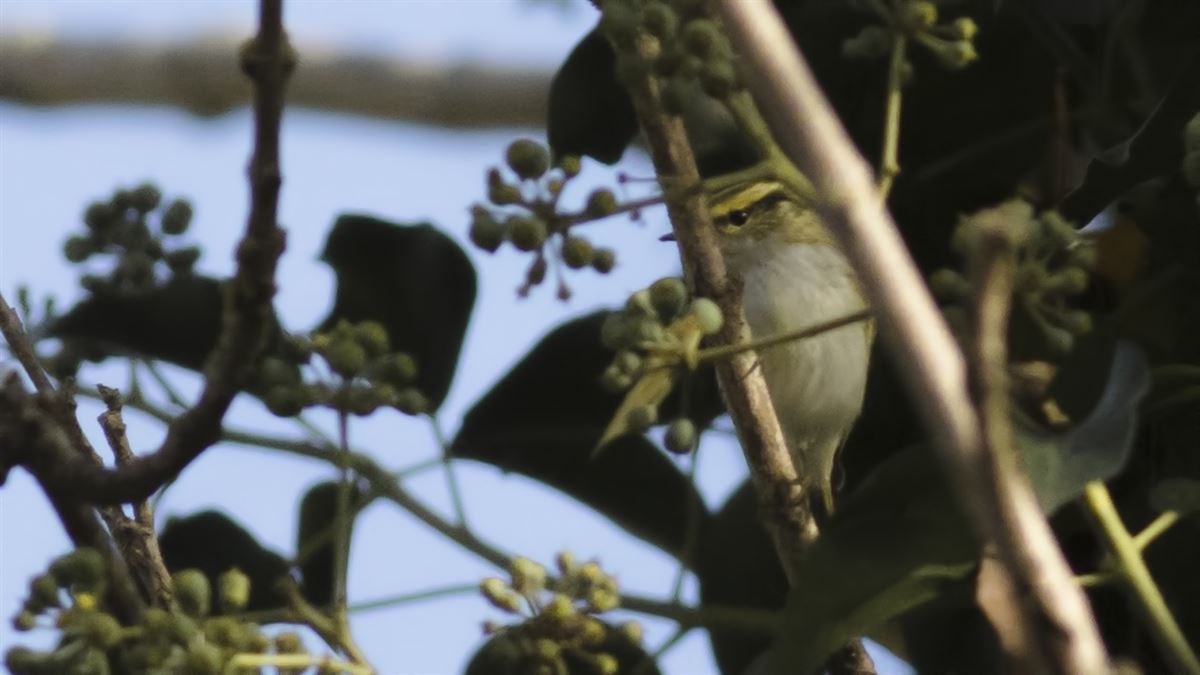 Pallas`s Leaf Warbler