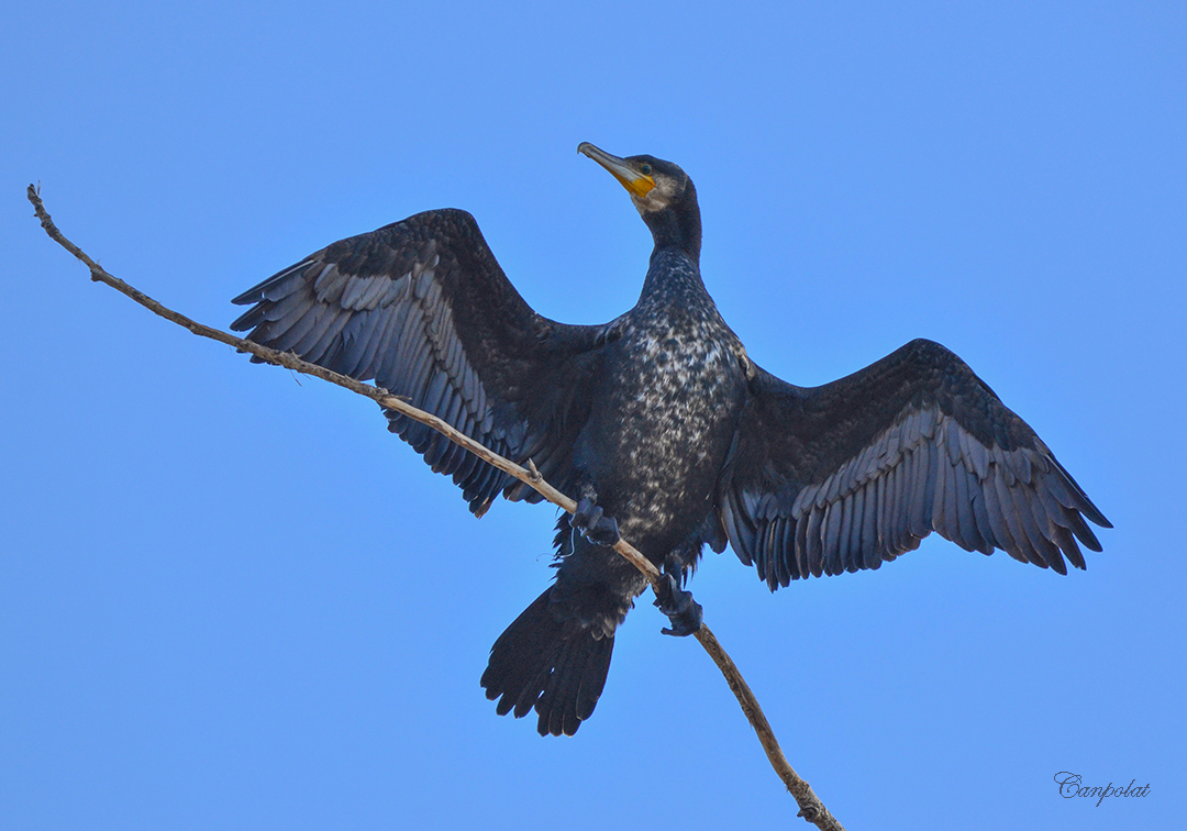 Great Cormorant