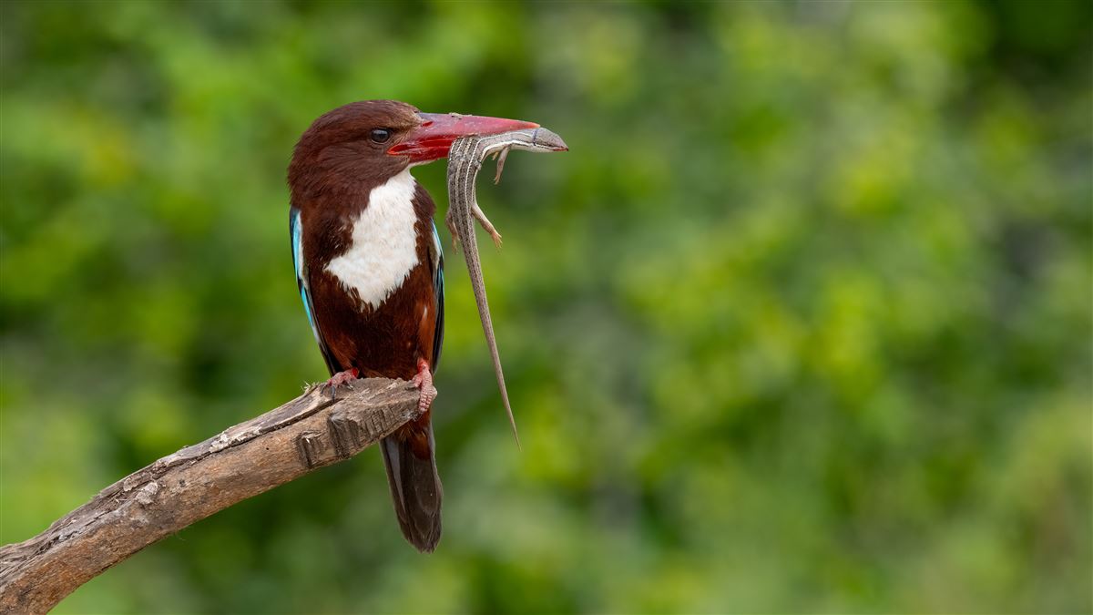 White-throated Kingfisher