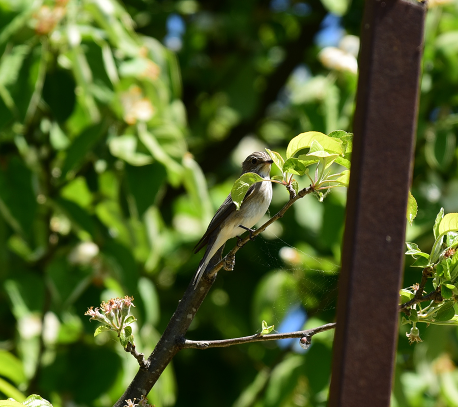Spotted Flycatcher