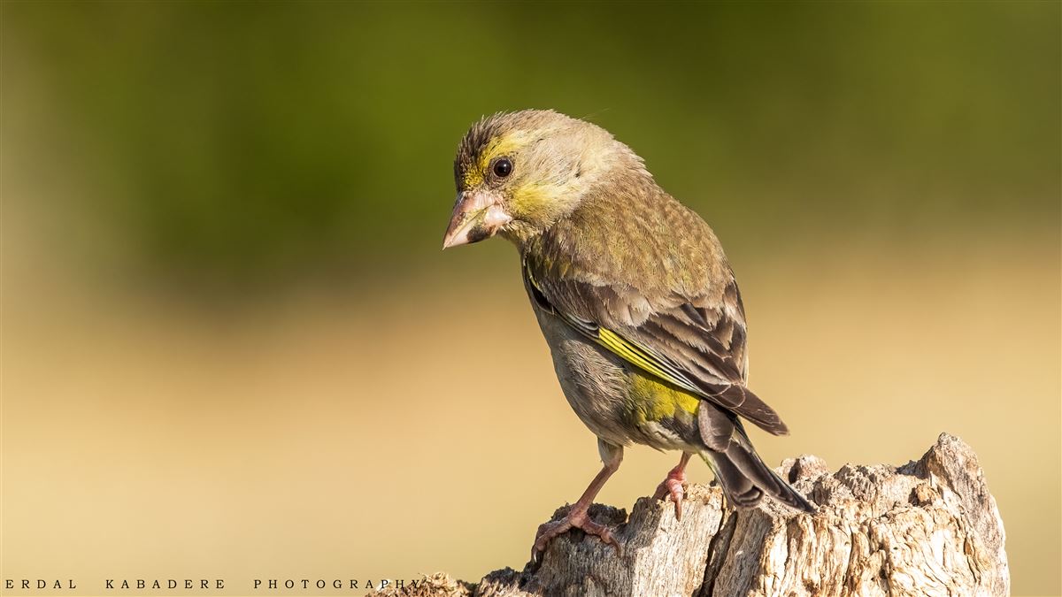 European Greenfinch