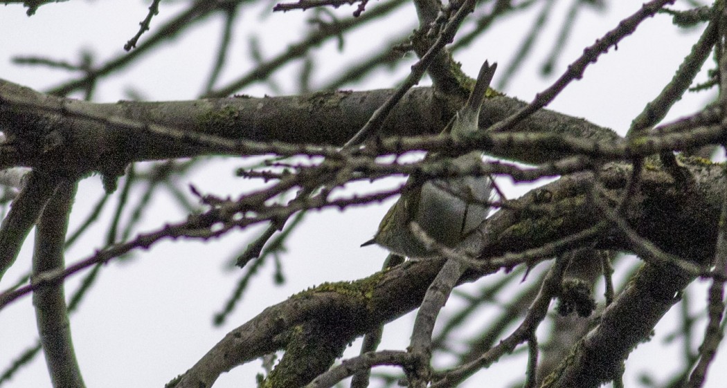 Pallas`s Leaf Warbler