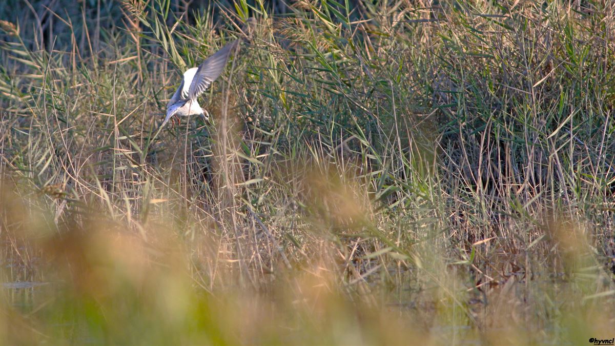 Whiskered Tern
