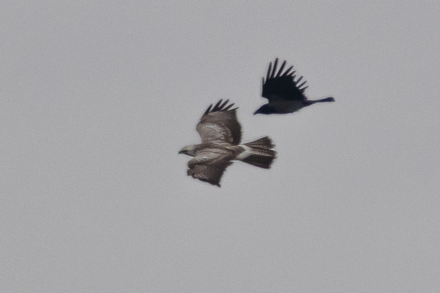 Booted Eagle