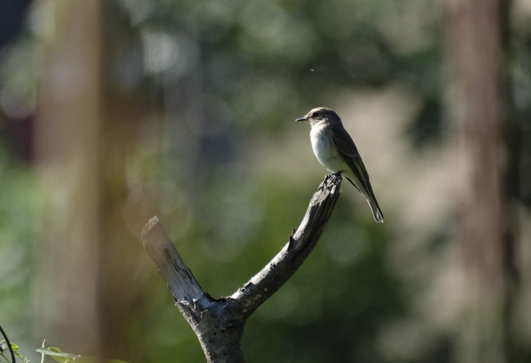 Spotted Flycatcher