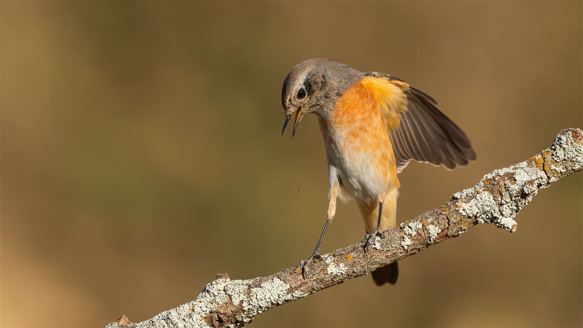 Common Redstart