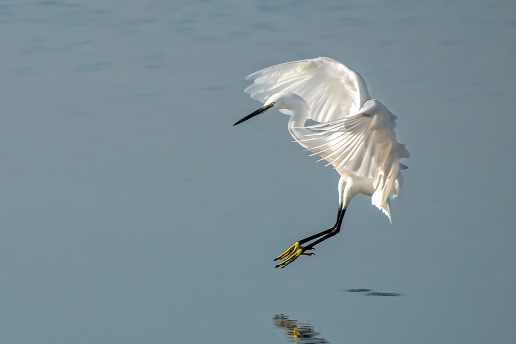 Little Egret