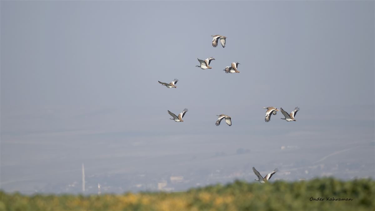 Great Bustard