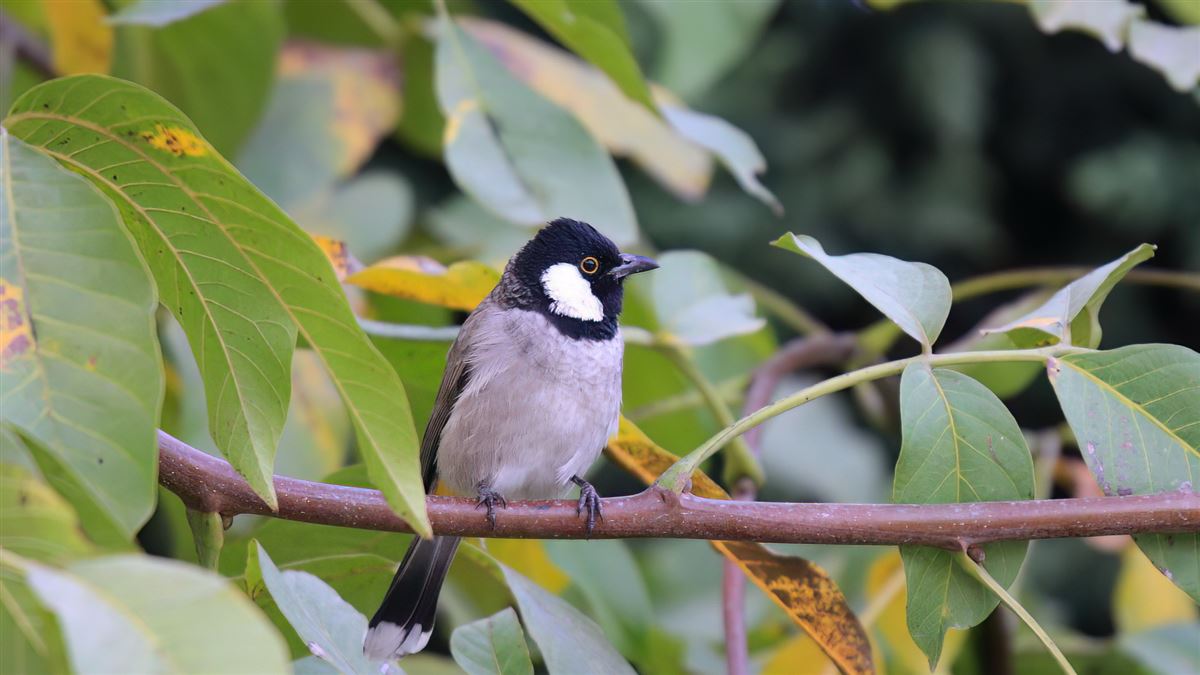 White-eared Bulbul