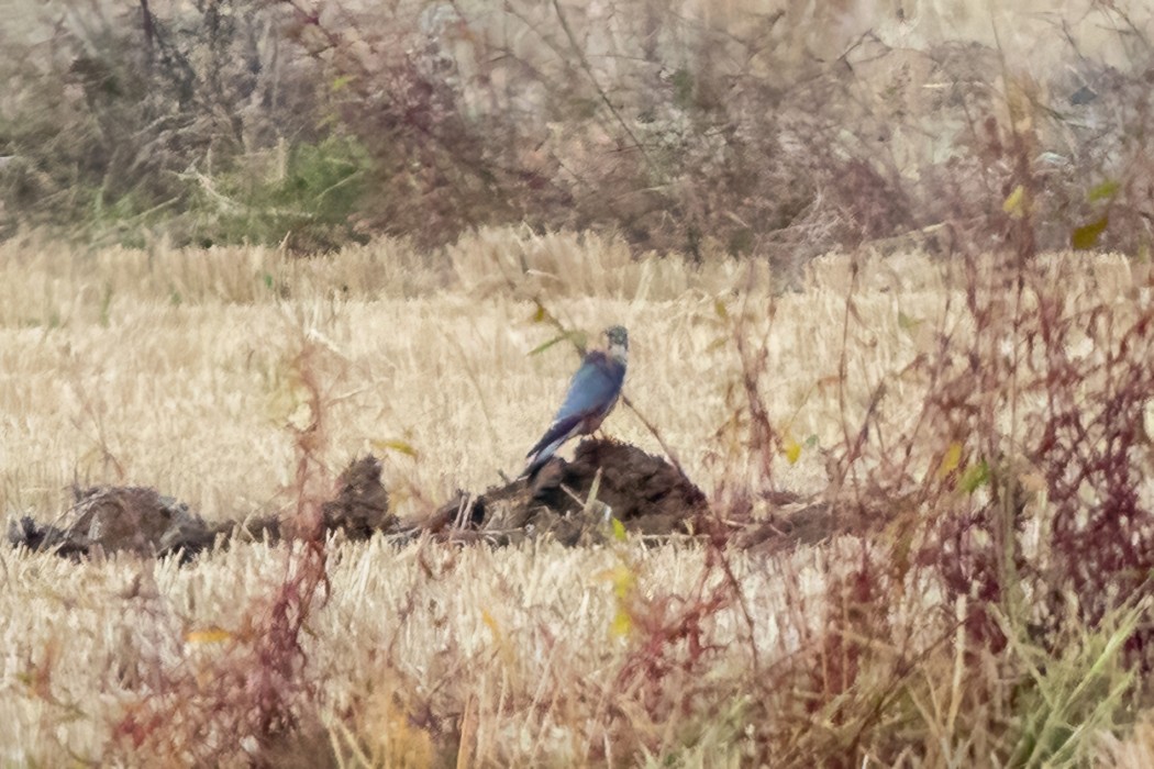 Merlin