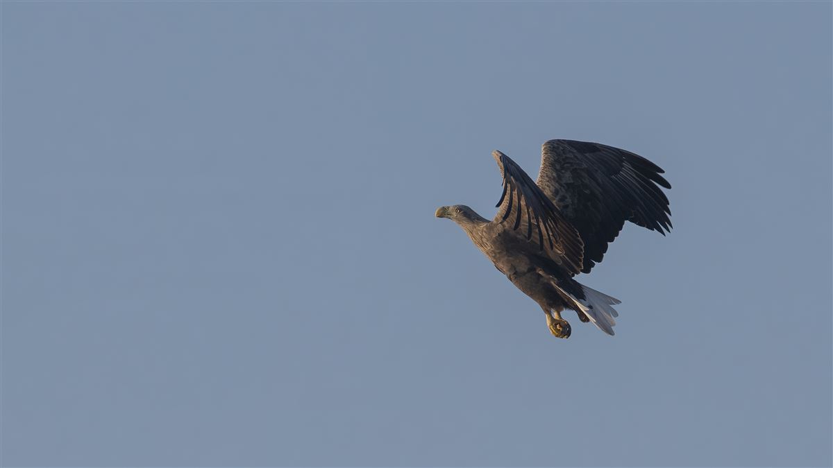 White-tailed Eagle