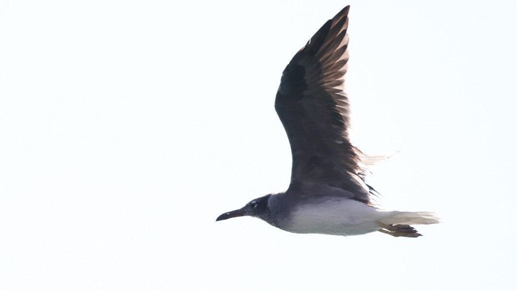 White-eyed Gull