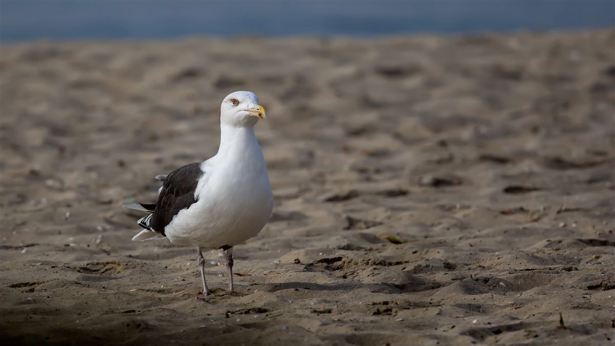 Great Black-backed Gull