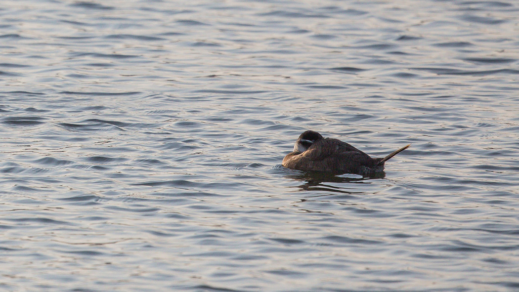 White-headed Duck