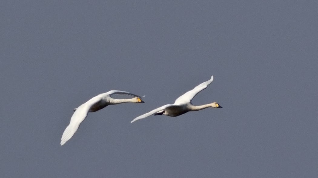 Whooper Swan