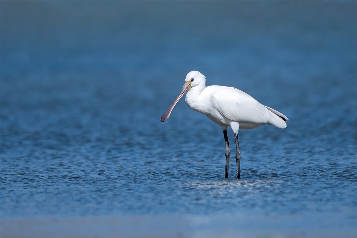 Eurasian Spoonbill