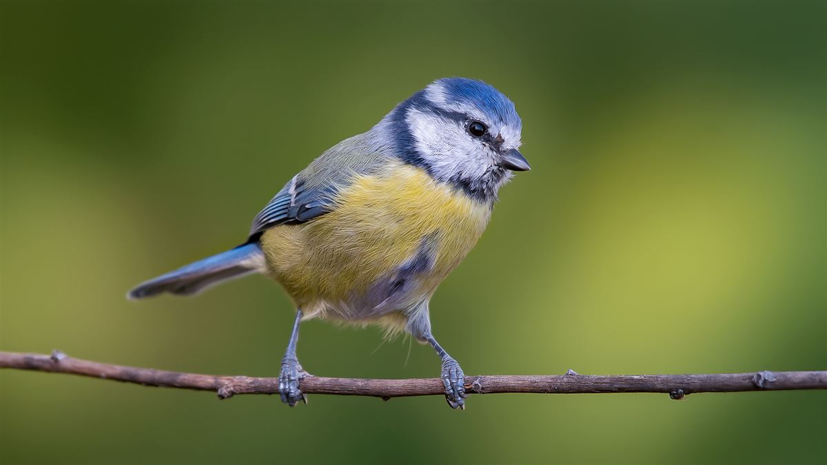 Eurasian Blue Tit