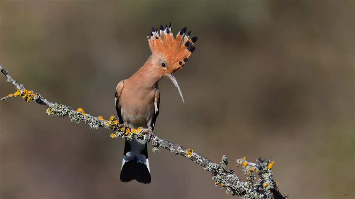 Common Hoopoe