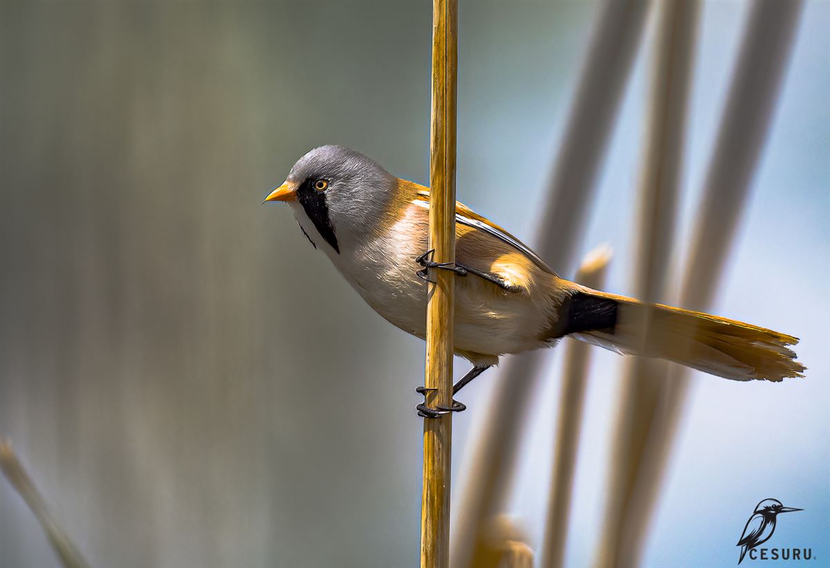 Bearded Reedling