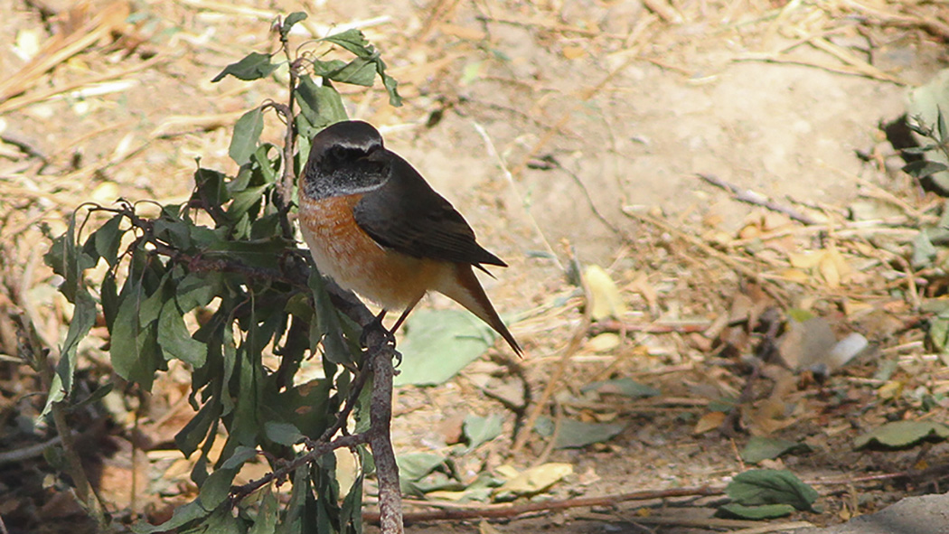 Common Redstart