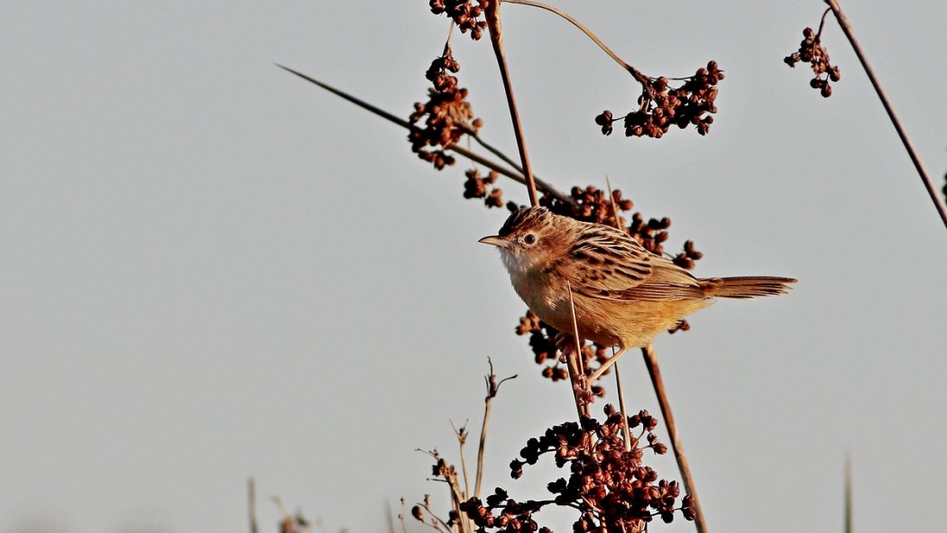 Zitting Cisticola