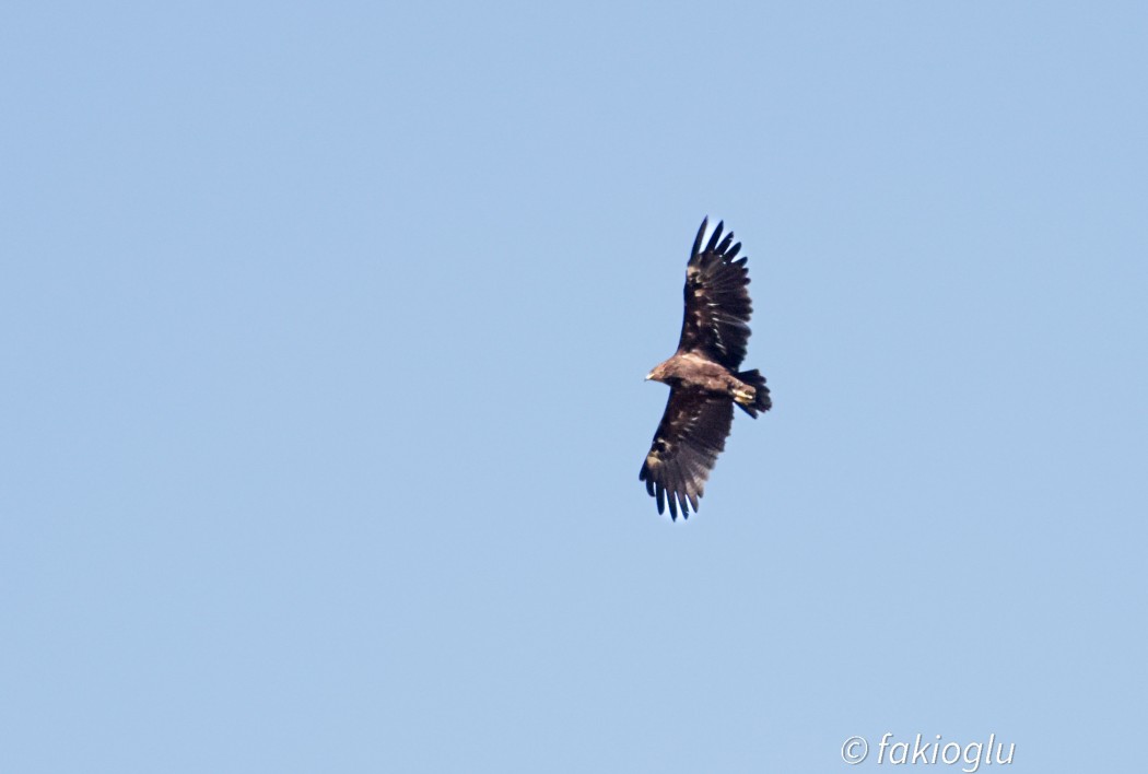 Greater Spotted Eagle