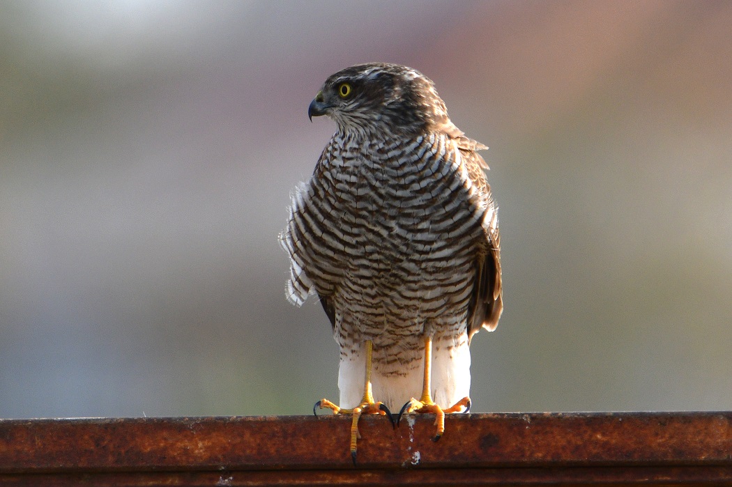 Eurasian Sparrowhawk
