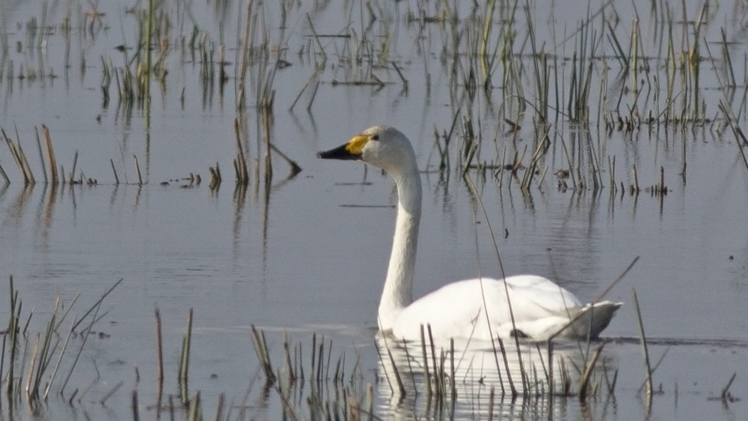 Tundra Swan