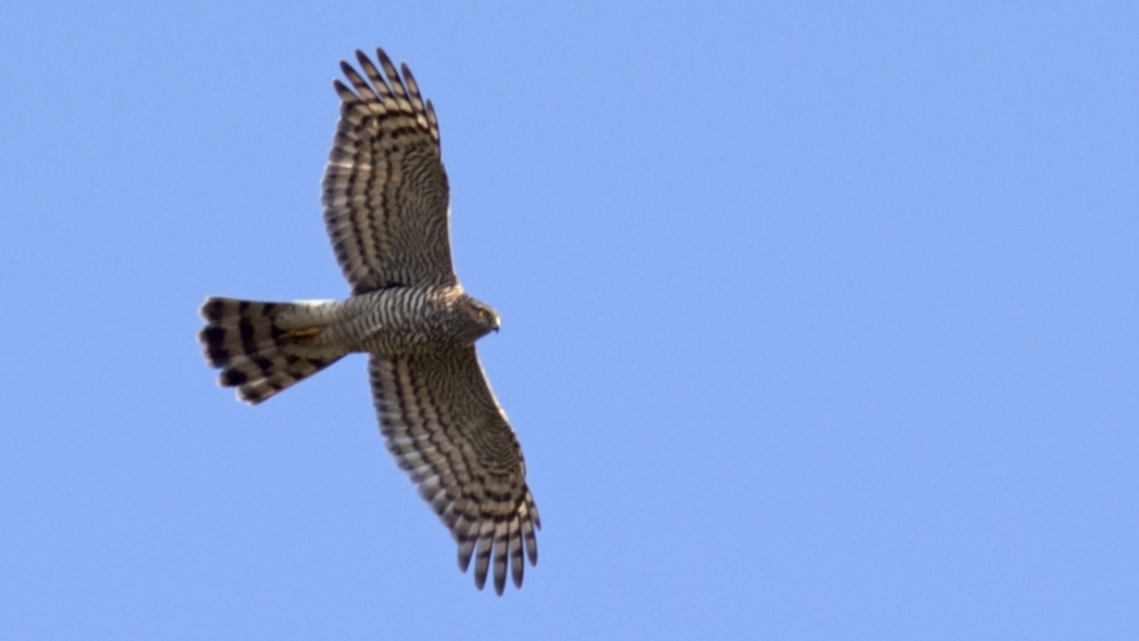 Eurasian Sparrowhawk